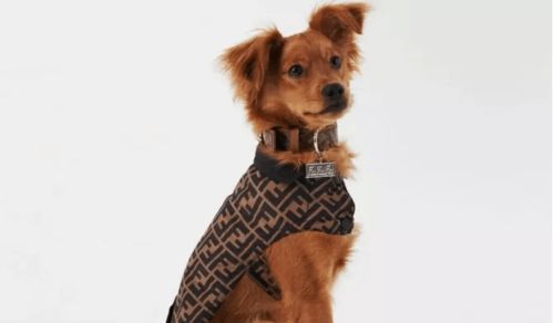 國際風向標 寵物用品配飾一片藍海,品牌紛紛入局