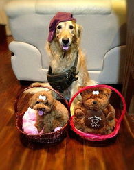 狗狗帥氣潮人裝 寵物衣架的時尚革命